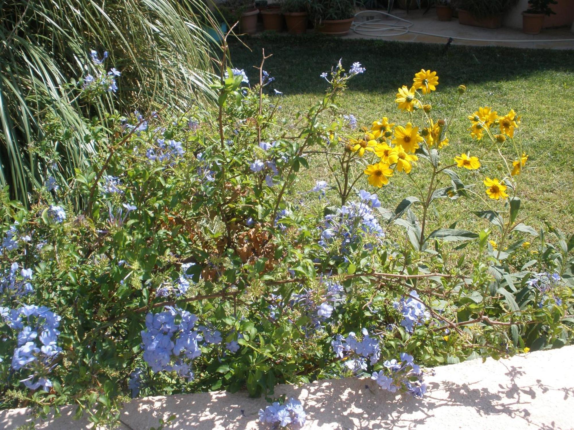 פלאקיאס Livadi Apartments מראה חיצוני תמונה