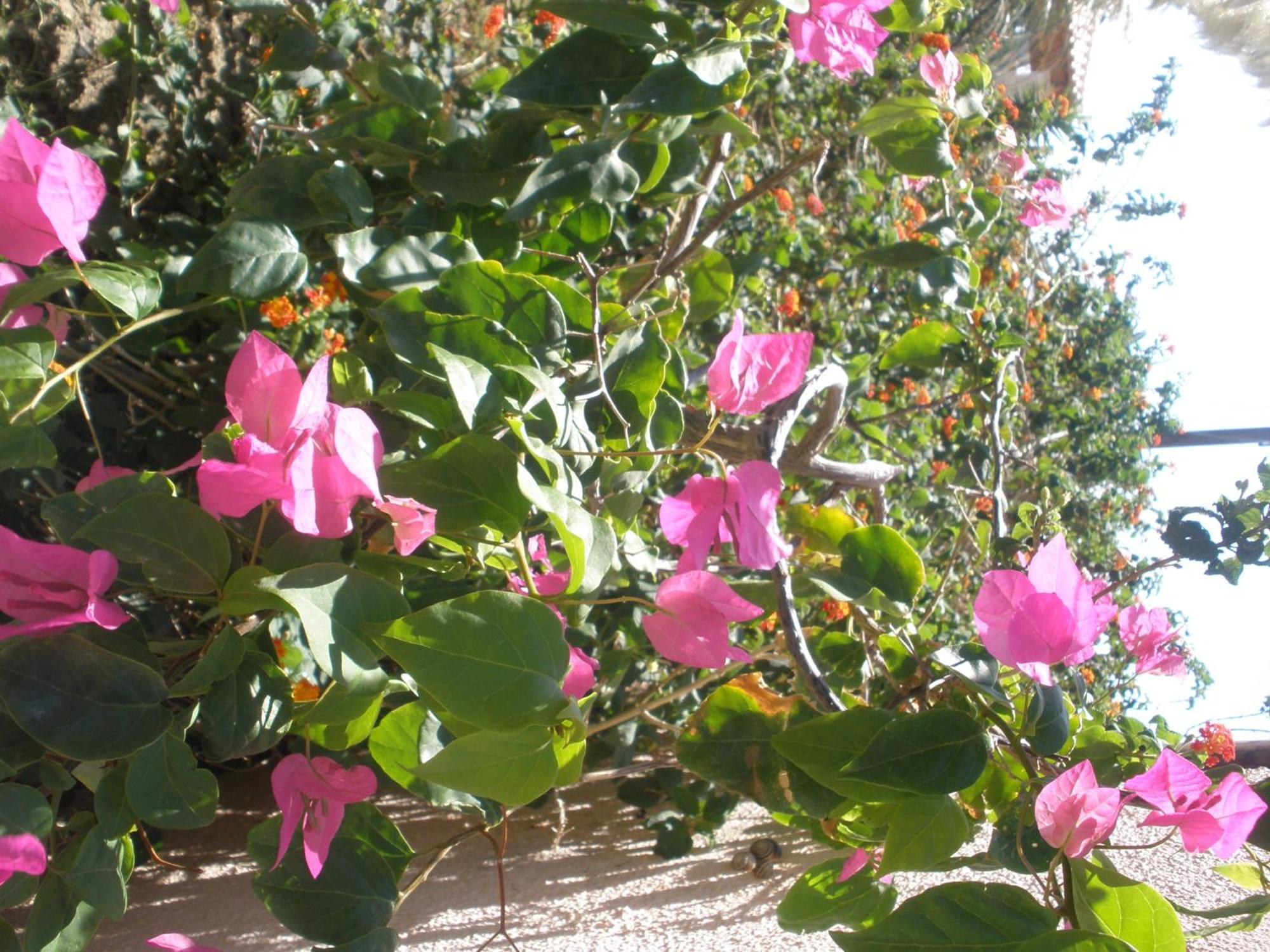 פלאקיאס Livadi Apartments מראה חיצוני תמונה