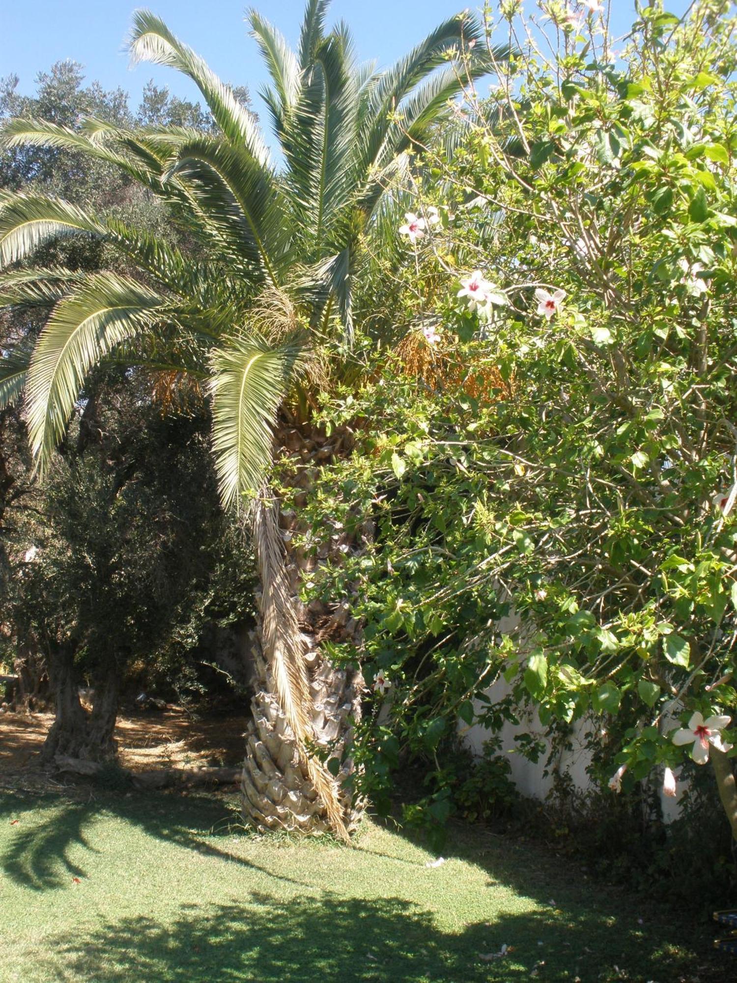 פלאקיאס Livadi Apartments מראה חיצוני תמונה