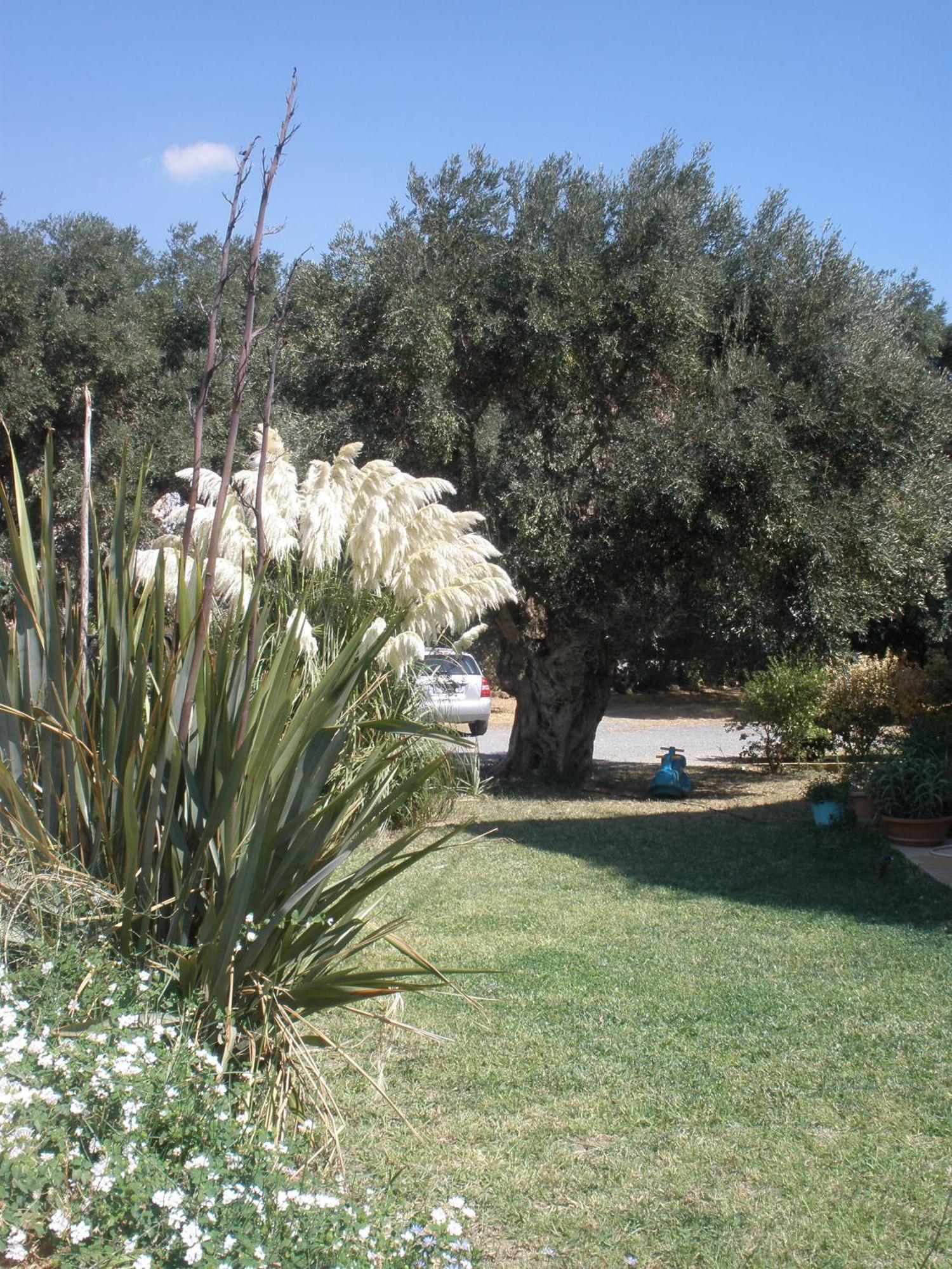פלאקיאס Livadi Apartments מראה חיצוני תמונה